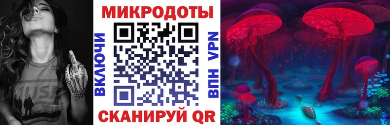 закладки  Новотитаровская  Псилоцибиновые грибы Psilocybine cubensis 